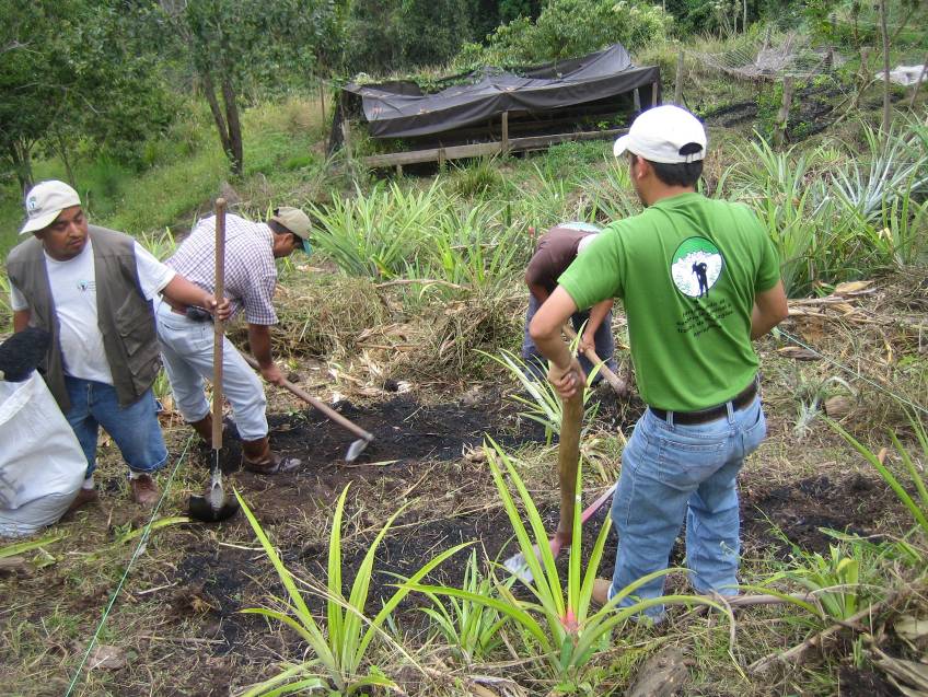 Photo Dr Julie Major Biochar Field Trials in Honduras High temperatures have - photo 3