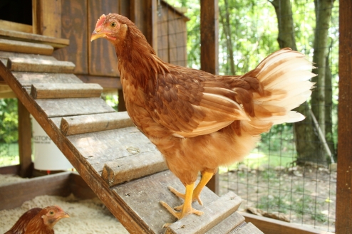 I n this chapter I will help you learn about the What are Chicken Coops - photo 7