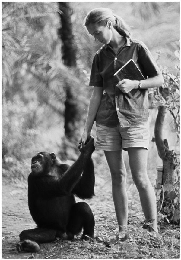 The chimpanzee Jane called David Greybeard reaches for her hand David was one - photo 3