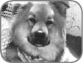 A few years back we lost our beloved pet dog Bear who was not only our best - photo 5