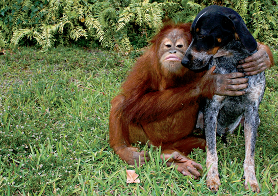 It was love at first sight when Suryia the orangutan met this dog named Roscoe - photo 4