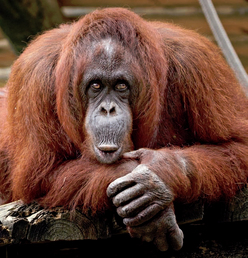 Orangutans used to live everywhere in Asia Today they live in the wild on only - photo 7