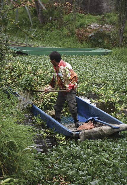 Today chinampas are sometimes simply called floating gardens FUN FACT 6 - photo 8