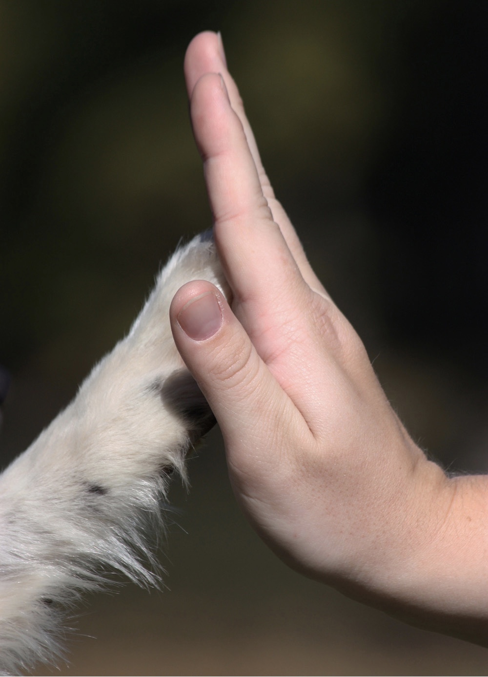 Health The Miniature Poodle as with other breeds of dogs can be prone to - photo 6