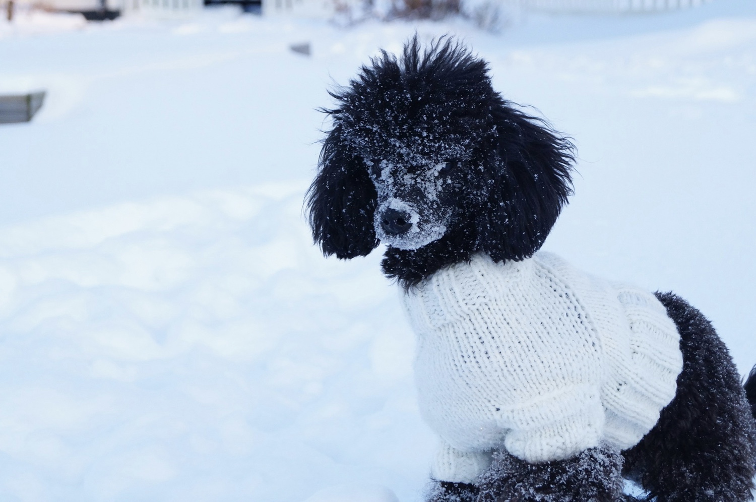 Health The Miniature Poodle as with other breeds of dogs can be prone to - photo 7