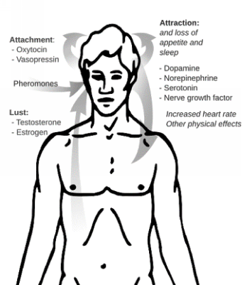 Figure 11 Neurobiology of Love T hus the psychological sense of love can be - photo 1