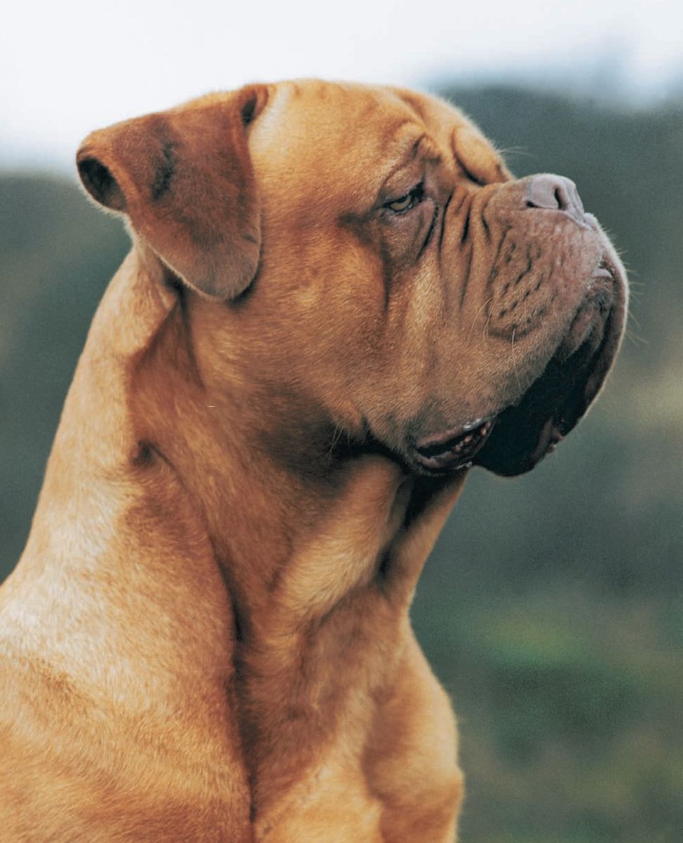 HISTORY OF THE Dogue de Bordeaux INTRODUCTION Characterized by one of the - photo 5