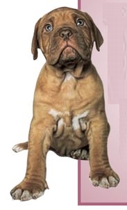 HISTORY AND BACKGROUND OF THE DOGUE DE BORDEAUX The Dogue de Bordeaux falls - photo 7