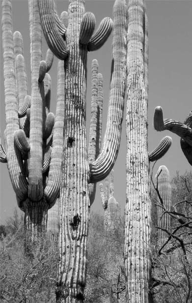 Aravaipa Canyon saguaros BACKROADS BY WAYS OF ARIZONA Drives Day Trips - photo 1