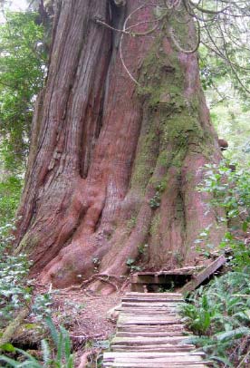 Big Tree Trail Meares Island All these attributes make Vancouver Island a - photo 5