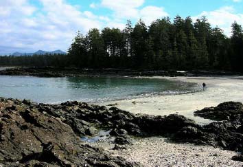 Vargas Island beach Clayoquot Sound Leslie Forsberg Star of the tide pools - photo 6