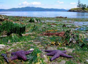 Star of the tide pools Leslie Forsberg A BOUT T HIS G UIDE This book was born - photo 7