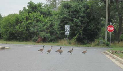 Canada geese on their way to US 50 Transportation routesby water rail and - photo 4