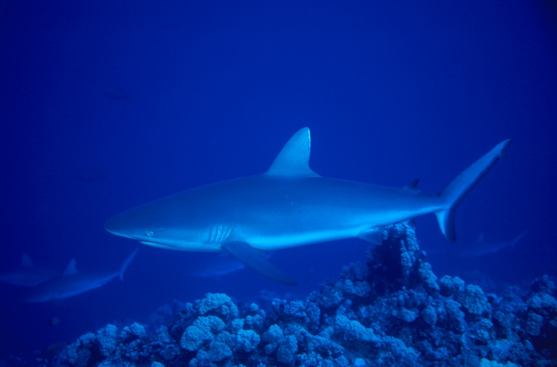 Clipartcom Fact 1 Great white sharks never stopswimming Great white sharks - photo 3