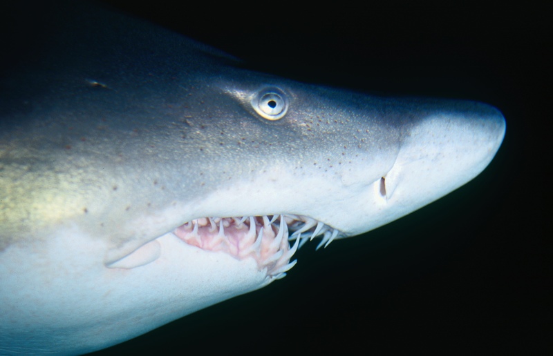 Clipartcom Fact 4 Great white sharks have 30000 teethduring their - photo 6