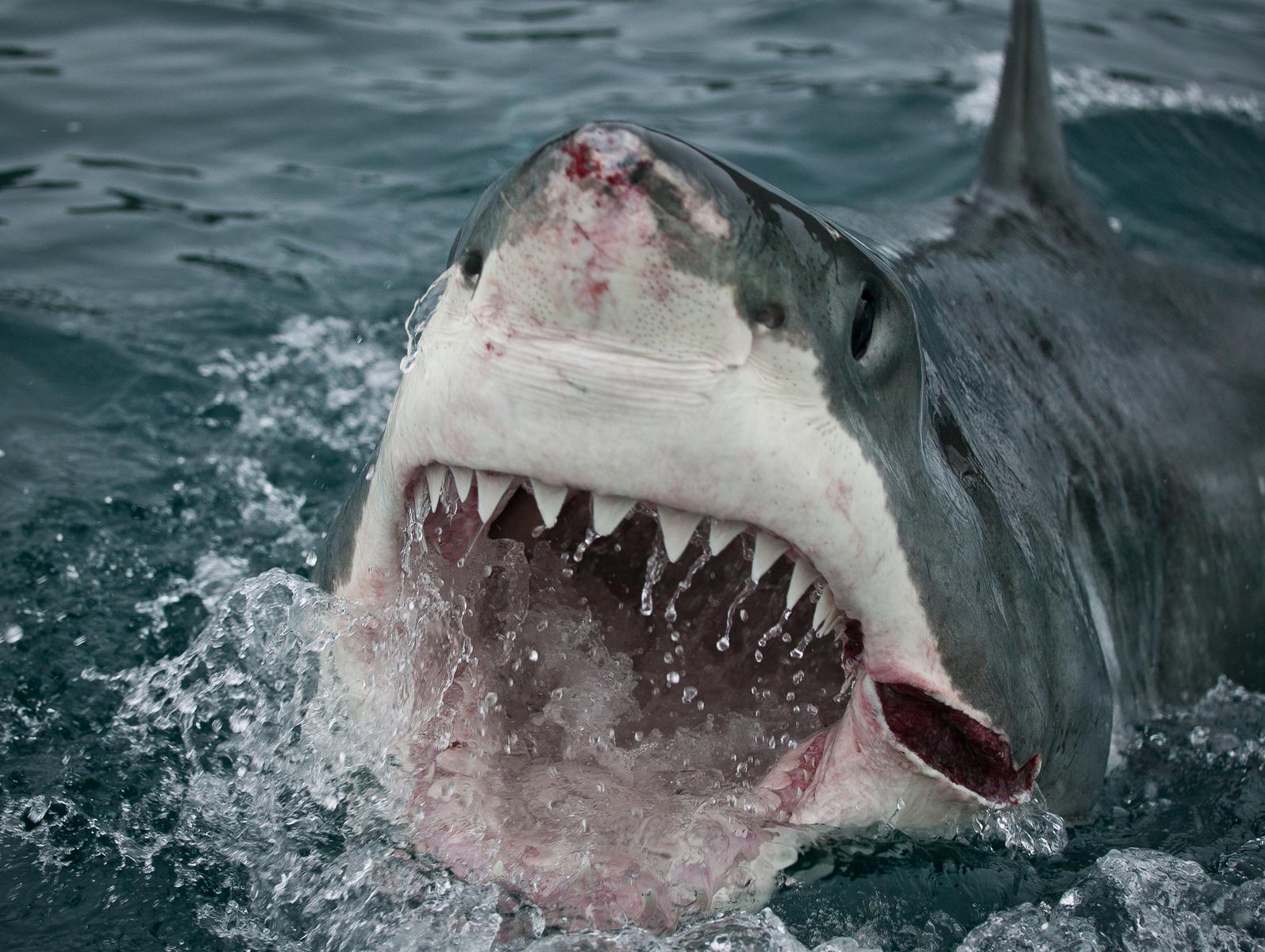 Iwpkommunikacio Fact 5 Sharks teeth move forward in theirmouth when they - photo 7