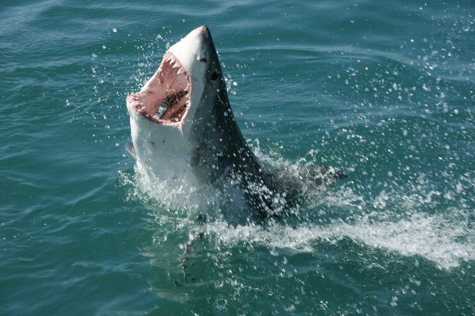 travelbagltd Fact 3 The great whites eyes roll backinto their head when - photo 5