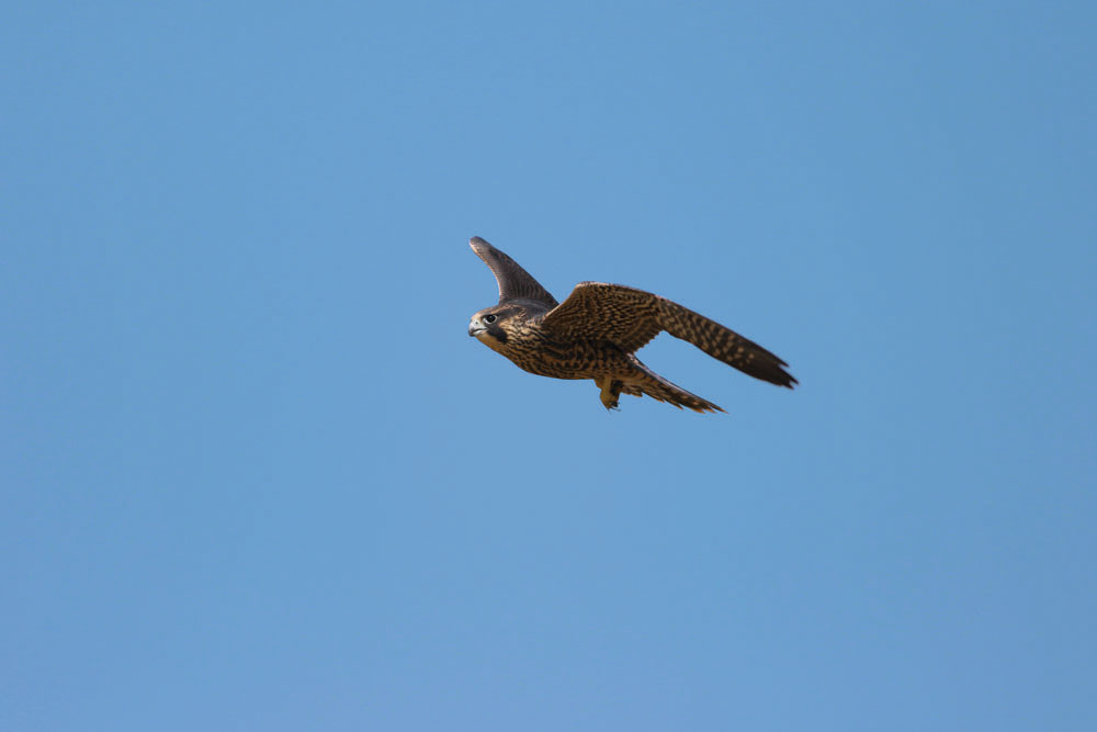 The morning of her first flight is sunny but breezy She moves to the edge of - photo 7