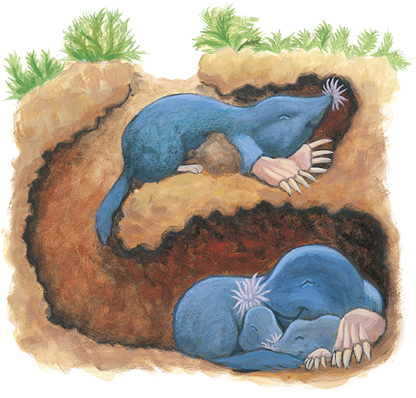 They help moles build a cozy place to sleep underground Feet can dash On - photo 9