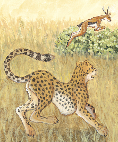 This keeps cheetahs from slipping as they race to catch their prey Feet can - photo 14