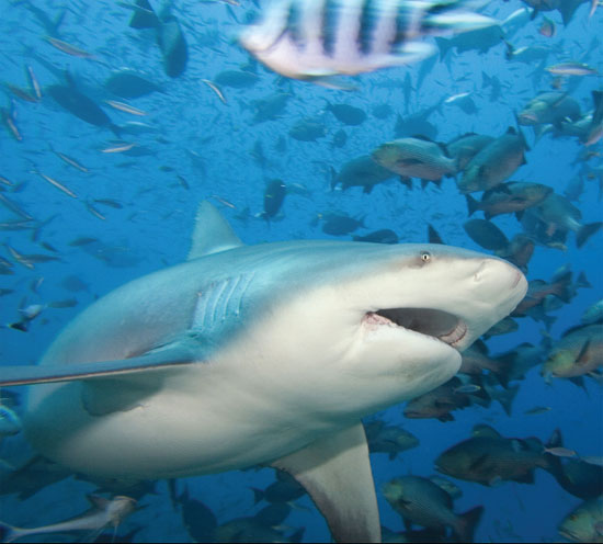 BULL SHARK FACTS They often live to about 16 years old They can grow to - photo 13