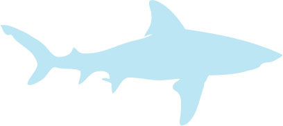 The great white shark is the most feared of all sharks It is the largest of - photo 17