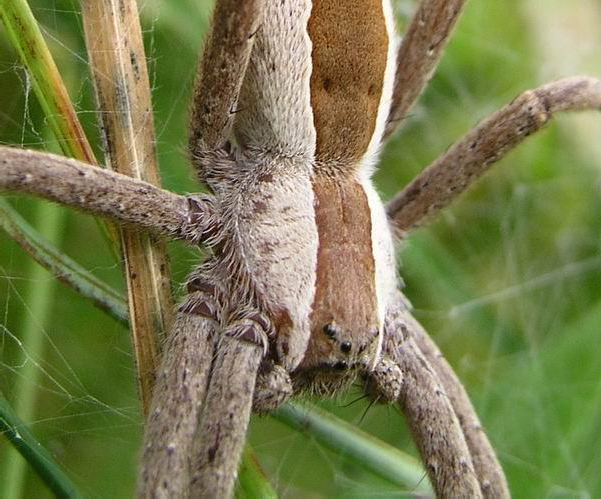 Figure 2 A closer look at a spider 7Spiders have pedipalps which are leg-like - photo 2