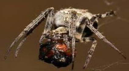 Figure 3 A spider and its meal 11Scientists have found proof that spiders - photo 3