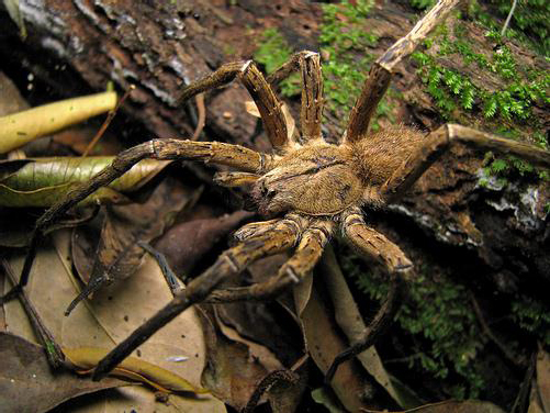 Figure 8 This dangerous spider is quite enormous with long legs that measure - photo 8