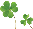 Image Credit Shutterstockcom shamrock SHAM rockThe shape of a clover leaf - photo 6