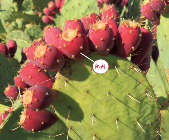 Image Credit Shutterstockcom Prickly pear flowers turn into fruit Its weird - photo 14