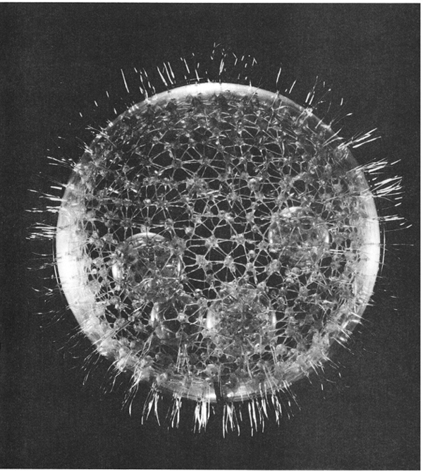 Glass model of Protozoa Flagellata Courtesy American Museum of Natural - photo 1