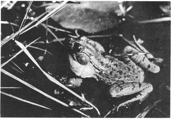 Green frog Courtesy American Museum of Natural History There is a large fish - photo 4