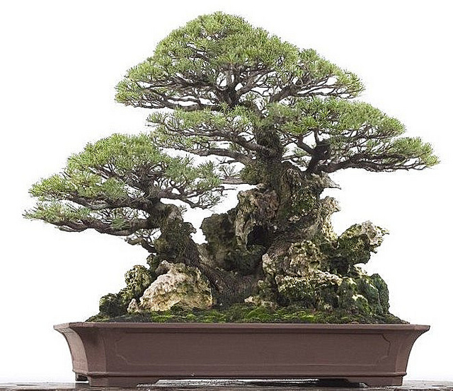 History of Bonsai A couple of centuries ago bonsai thenreferred to as punsai - photo 1