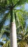 A good examplethe royal palm has a crownshaft but the coconut palm does not - photo 3