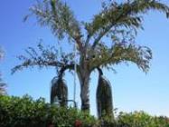 Others have bothflower sexes on the same tree like the royal palm How big and - photo 4