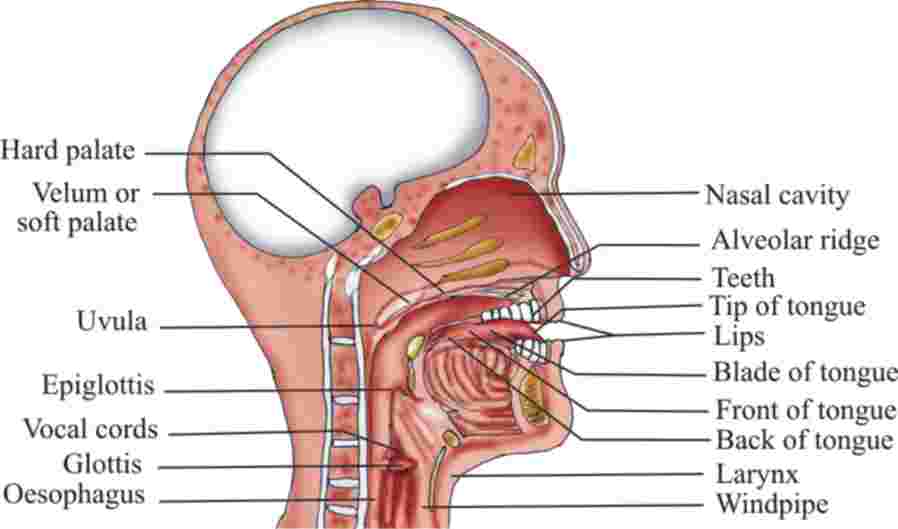 Fig 1 Speech Organs 111 The Respiratory System This consists of the - photo 3