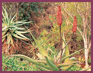 Aloe excelsa page 26 Published by Struik Nature an imprint of Random House - photo 4