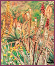 Aloe petricola will brighten up any garden in winter Characteristics of Aloe - photo 5
