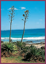 Not an aloe Century plants look superficially similar to aloes but they die - photo 6
