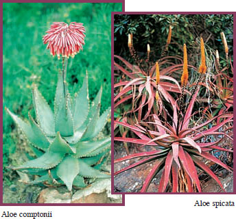 GIDEON SMITH Contents Aloe excelsa page 26 Published by Struik Nature - photo 3