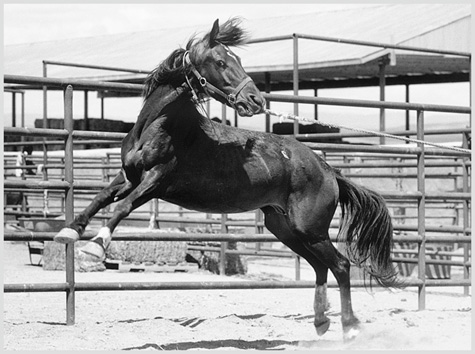 At some point in the training the horse must stand tied This mustang is not - photo 4