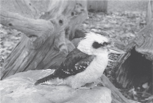 Kookaburra Photograph by Robbie Holz This book exists because of many - photo 3