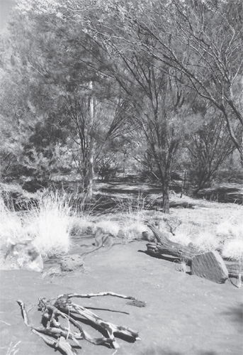 Outback desert similar to the setting of Gary Holzs Aboriginal - photo 5