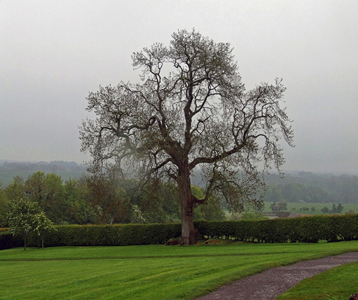 Newgrange Tree Newgrange CountyMeath He talked about persistence A - photo 1