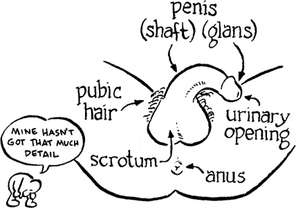 Testicles and Scrotum The testicles are two nut-shaped organs that hang in a - photo 4