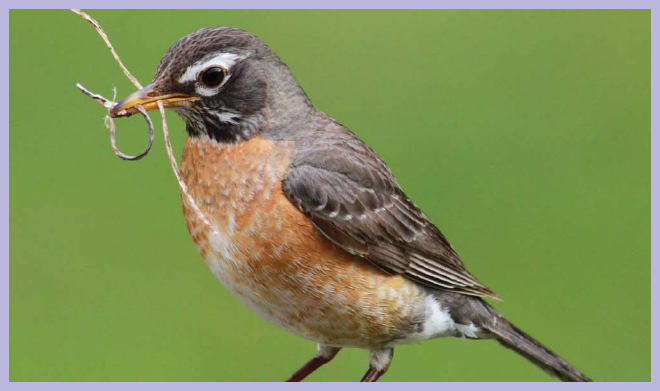 Keep a watchful eye on your birdhouse You just might discover Robin and Jenny - photo 15