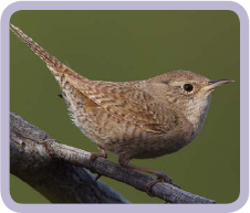 JEHnee REN A small brown songbird with a tail that sticks up - photo 19