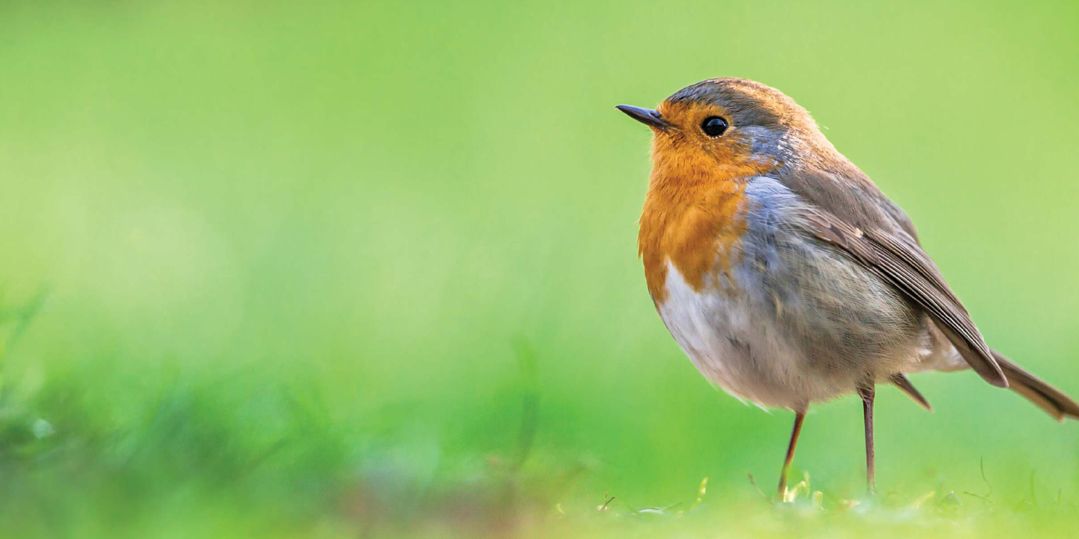 robin are just some of the small backyard birds that will build nests in a - photo 4