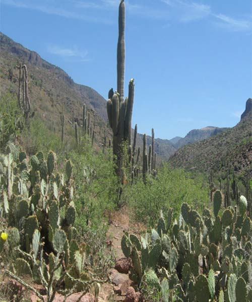 Explorers Guide Phoenix Scottsdale Sedona Central Arizona A Great Destination Explorers Great Destinations - image 1